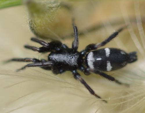 Réf. 254 737 : Aphantaulax cincta